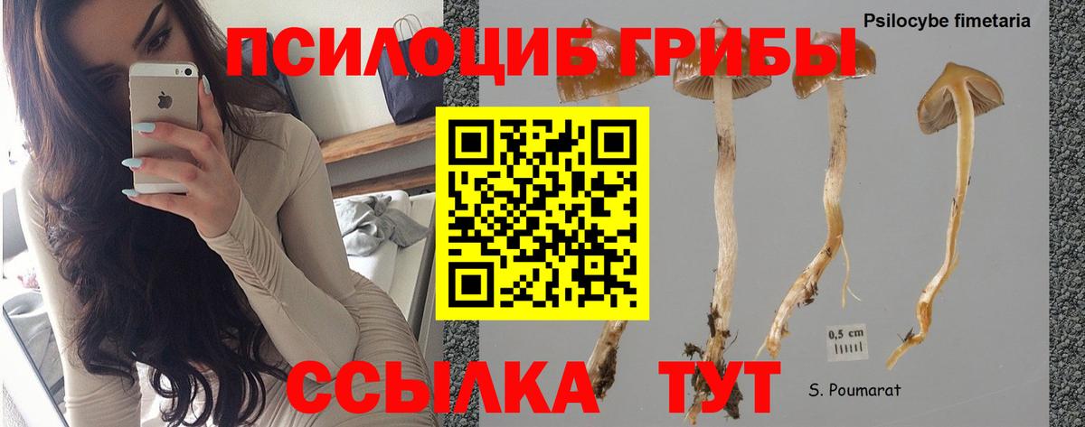 Псилоцибиновые грибы Psilocybine cubensis  Псилоцибиновые грибы GOLDEN TEACHER  Людиново  хочу наркоту  Вход с VPN 